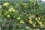 淄博冠核農業2019年核桃園參觀考察進行中