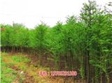 12公分落羽杉多少錢一棵_9公分落羽杉小苗價格(多圖)-11公分落羽杉批發_11公分落羽杉苗多少錢一棵