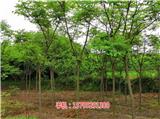 14公分欒樹多少錢_11公分欒樹苗批發價格(推薦閱讀)-10公分欒樹批發價格_13公分欒樹苗價格