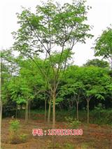 25公分欒樹多少錢_15公分欒樹小苗多少錢一棵(推薦閱讀)-18公分欒樹批發價格_8公分欒樹小苗多少錢一棵