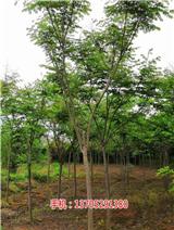 17公分欒樹批發價格_7公分欒樹苗批發(推薦閱讀)