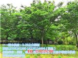 201918公分櫸樹多少錢一棵(多圖)新聞網