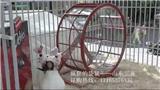 瘋狂的袋鼠大型游樂設備廠家低價定制源頭發貨