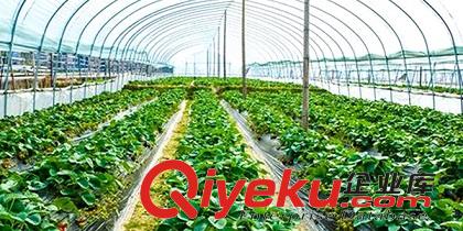 怎么安全購買沈陽水果大棚的水果