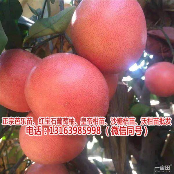 黄葡萄柚苗种植技术(图)_江苏台湾葡萄柚苗哪里买(欢迎进入