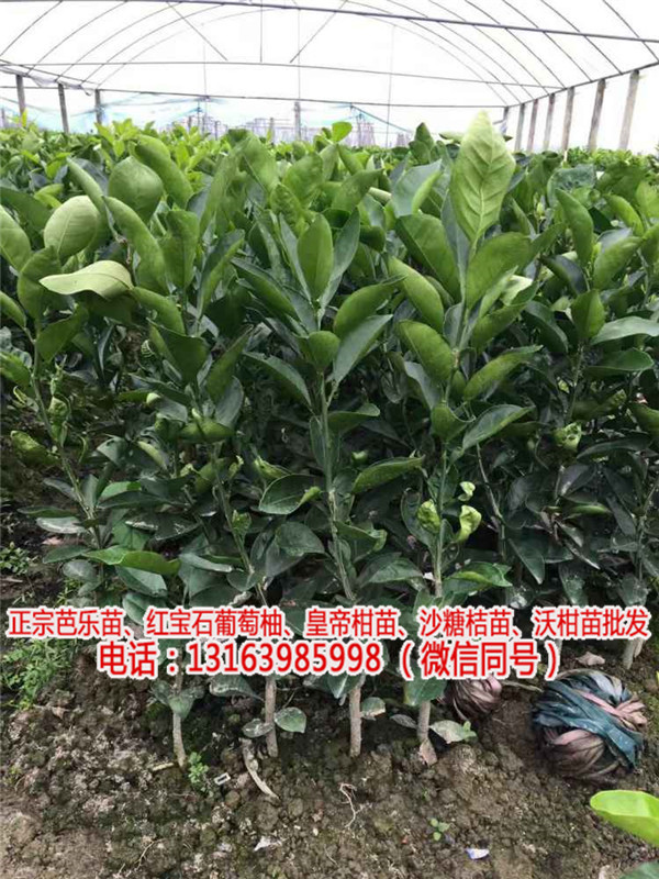 台湾引进的黄金葡萄柚苗种植技术(推荐商家)(图)