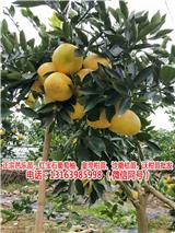 貴州紅肉葡萄柚苗哪里買(圖)-海南紅寶石葡萄柚苗價(jià)格