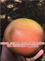 哪里買臺(tái)灣葡萄柚苗批發(fā)價(jià)格(推薦商家)(圖)_湖南黃肉葡萄柚苗批發(fā)(歡迎進(jìn)入