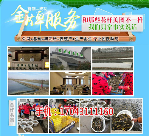 湖北振农生态农业发展公司_振农9号泥鳅养殖_养殖泥鳅需要多少钱(在线咨询)新闻网