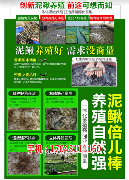 湖北振农生态农业发展公司_振农9号泥鳅养殖_泥鳅苗哪家便宜(优质商家)_湖北振农生态农业发展公司_振农9号泥鳅养殖_室内养殖泥鳅可以吗(欢迎进入