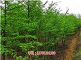 22公分落羽杉多少錢一棵_7公分落羽杉小苗批發(fā)(多圖)新聞網(wǎng)