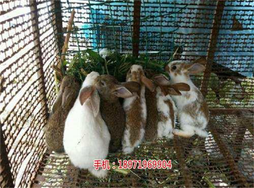 芜湖兔子养殖连锁代理加盟|蓝兔子养殖赚钱吗-天翎农业发展有限公司(优质商家)