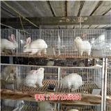 延安兔子養殖連鎖代理加盟|兔子苗批發價格-天翎農業發展有限公司(推薦閱讀)