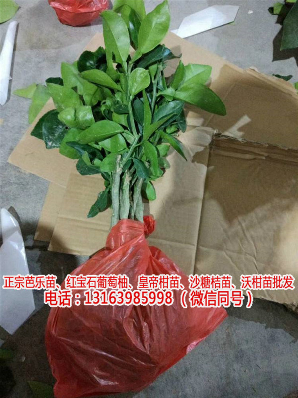 红宝石葡萄柚苗种植技术(优质商家)新闻网