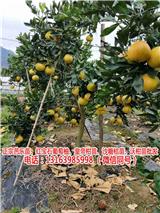 純正紅葡萄柚苗出售(推薦閱讀)-優惠的三紅葡萄柚苗哪里出售