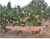 哪里有紅肉葡萄柚苗(在線咨詢)