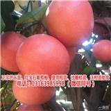 云南葡萄柚苗哪里買(推薦商家)(圖)_紅心葡萄柚苗哪里賣(歡迎進(jìn)入