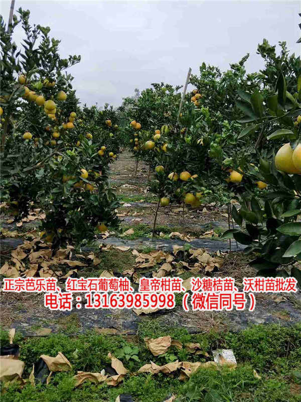 葡萄柚子苗基地(查看)_广东黄金葡萄柚苗哪里有卖(欢迎进入