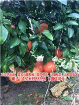 哪里買紅葡萄柚苗出售(查看)_葡萄柚苗木出售(歡迎進(jìn)入