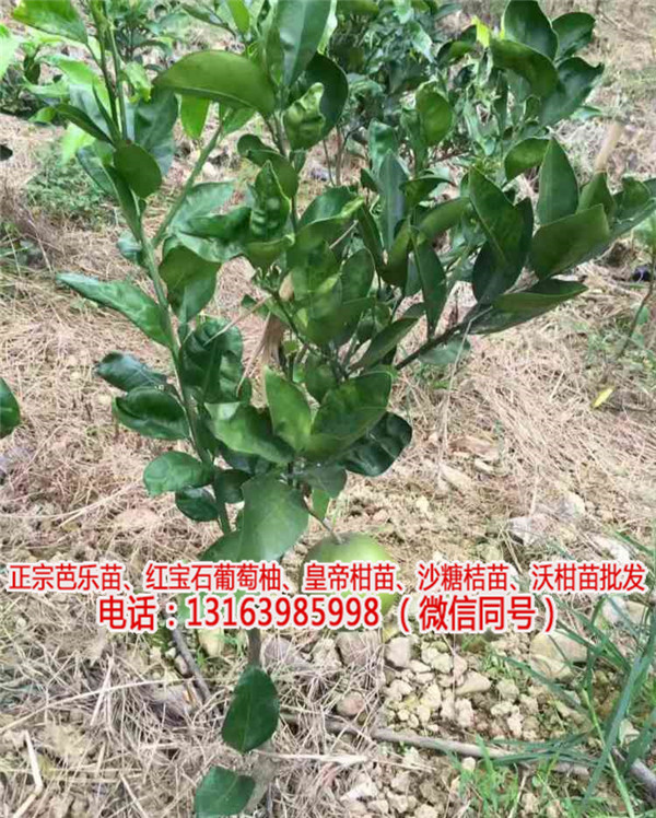 xx纯正甜葡萄柚苗种植技术(推荐阅读)