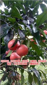 哪里有紅寶石葡萄柚子苗多少錢一株(圖)_紅葡萄柚苗_黃金葡萄柚苗一般多少錢(歡迎進入