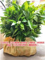 哪里買紅皮紅肉葡萄柚子苗哪有賣(在線咨詢)-江西紅葡萄柚苗哪里有賣