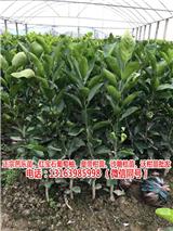 哪里買zz紅皮紅肉葡萄柚子苗批發(fā)(優(yōu)質(zhì)商家)新聞網(wǎng)