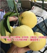 哪里買zz黃金葡萄柚苗多少錢(查看)-哪里買zz紅寶石葡萄柚苗多少錢一棵