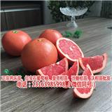 哪里有紅寶石葡萄柚苗哪有賣(在線咨詢)_江西黃金葡萄柚苗價格(歡迎進入