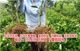 哪里有黃肉葡萄柚苗價格(優(yōu)質(zhì)商家)新聞網(wǎng)