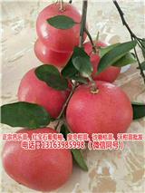湖南純正甜葡萄柚苗價格(在線咨詢)