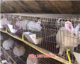 濱州兔子苗批發價格|兔子飼養需要注意什么-天翎農業發展有限公司(查看)_新鄉兔子苗|兔子的養殖方式-天翎農業發展有限公司(歡迎進入