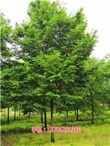 12公分紅櫸價格_6公分櫸樹小苗批發(fā)(推薦閱讀)新聞網(wǎng)