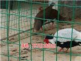 福州養(yǎng)雞圍欄網(wǎng)多少錢(推薦閱讀)_贛州養(yǎng)鴨鐵絲網(wǎng)價格(歡迎進(jìn)入