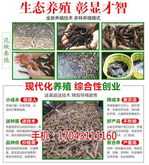 湖北振农生态农业发展公司_振农9号泥鳅养殖_泥鳅饲养技术(推荐阅读)新闻网