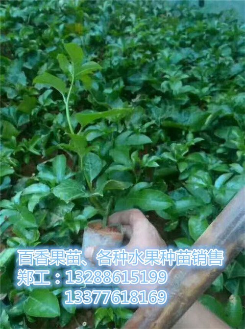 南平哪里有绿化工程_南平桂花哪家好(优质商家)-汕尾罗汉松_汕尾绿化树批发