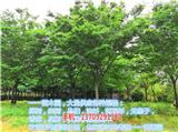 22公分紅櫸批發(fā)_13公分櫸樹苗多少錢(推薦閱讀)