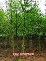 13公分落羽杉批發(fā)價格_7公分落羽杉苗批發(fā)價格(推薦閱讀)_7公分落羽杉批發(fā)_15公分落羽杉小苗價格(歡迎進入