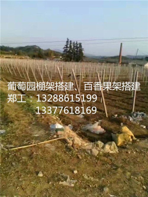 樟树百香果棚水泥柱搭建_樟树百香果棚搭建要多少钱(多图)_四会百香果园棚架搭建供应_四会供应百香果园棚架搭建(欢迎进入