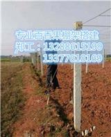 江門百香果園棚架搭建_江門百香果種植搭設棚架(圖)-四會百香果園棚架搭建_四會百香果棚架搭建