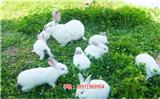 烏魯木齊兔子苗批發(fā)價(jià)格|兔子養(yǎng)殖-天翎農(nóng)業(yè)發(fā)展有限公司(圖)-荊州兔子苗|藍(lán)兔子養(yǎng)殖要投資多少錢-天翎農(nóng)業(yè)發(fā)展有限公司