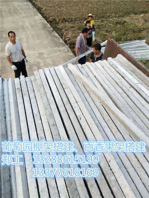 建阳葡萄水泥柱搭建_建阳葡萄架搭建(查看)新闻网