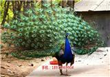 連云港孔雀苗批發價格|孔雀苗多少錢一只-天翎農業發展有限公司(圖)_北海孔雀養殖品牌|孔雀苗多少錢一只-天翎農業發展有限公司(歡迎進入