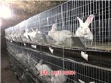 泉州兔子養殖基地|兔子養殖如何-天翎農業發展有限公司(查看)新聞網