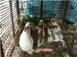 蘭州兔子苗批發價格|藍兔子苗養殖-天翎農業發展有限公司(優質商家)_麗水兔子養殖加盟|養殖兔子前景怎么樣-天翎農業發展有限公司(歡迎進入