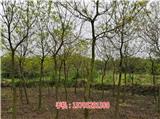 20公分烏桕樹(shù)多少錢(qián)一棵_10公分烏桕小苗多少錢(qián)一棵(查看)