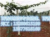鶴山百香果園棚架搭建供應(yīng)_鶴山百香果棚搭建方法(優(yōu)質(zhì)商家)