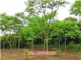 25公分欒樹批發(fā)_9公分欒樹苗批發(fā)價格(查看)_9公分欒樹多少錢_6公分欒樹苗多少錢(歡迎進入