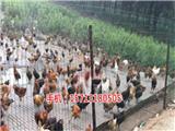 大連養(yǎng)雞圍欄網批發(fā)(多圖)-石家莊養(yǎng)殖護欄網