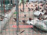 天津養(yǎng)殖防護網多少錢(優(yōu)質商家)